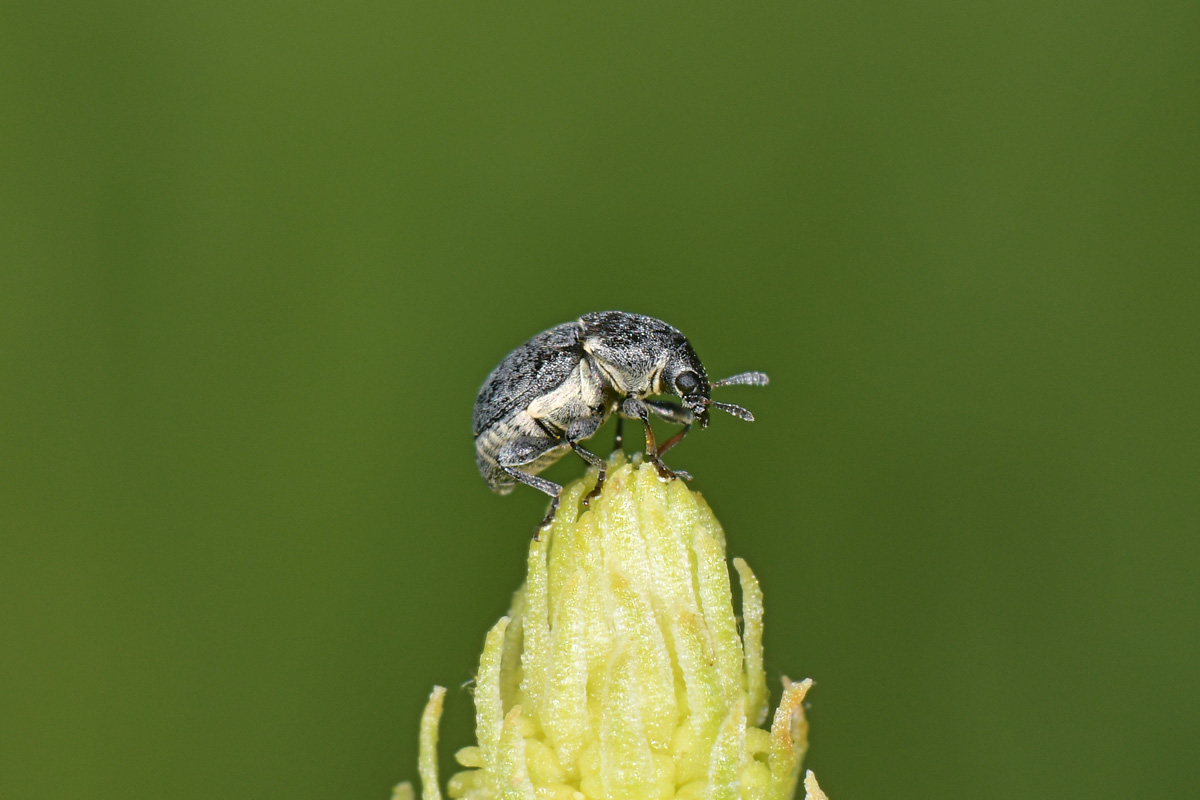 Anthribidae: Bruchela suturalis? S.